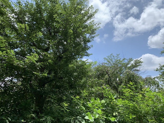 pWgXjR2zTNGm1zH0x5ICWQ