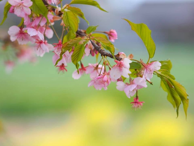 87524040_10219254218160253_7516962331650162688_n