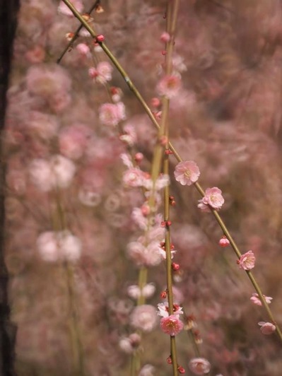 88097438_10219185145113470_8065451864625250304_n